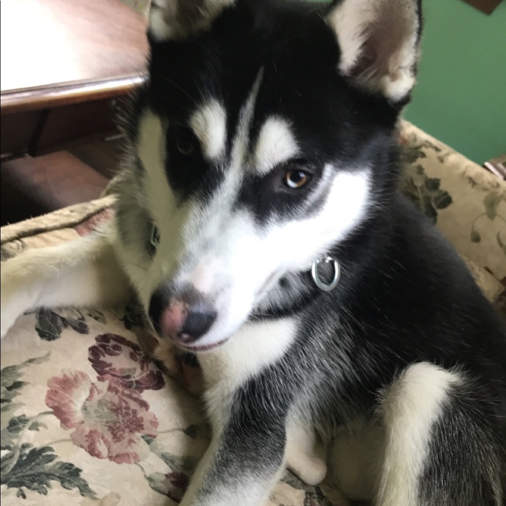 Meet your Posher, Shayna